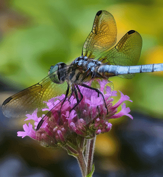 Dragonfly Dragonfly